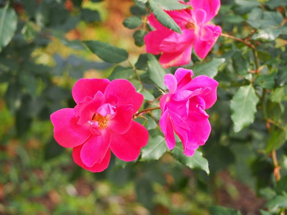 PB2701652 - コピー.jpg