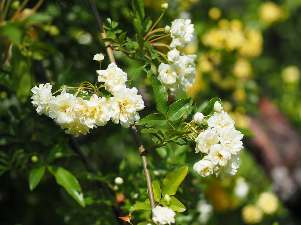 P4150490 - コピー.jpg