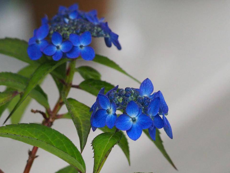 P5220518 - コピー.jpg