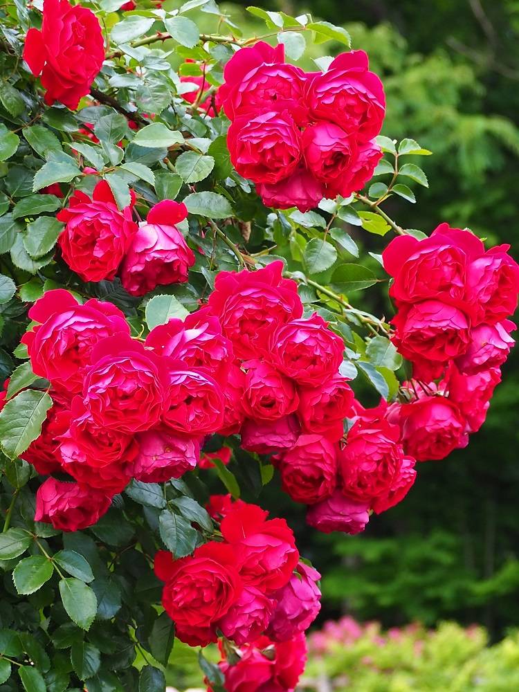 P5300536 - コピー.jpg