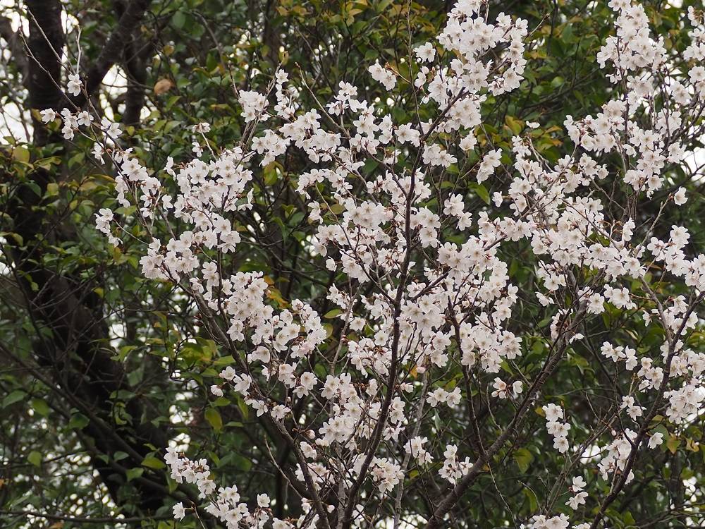 P3160515 - コピー.jpg