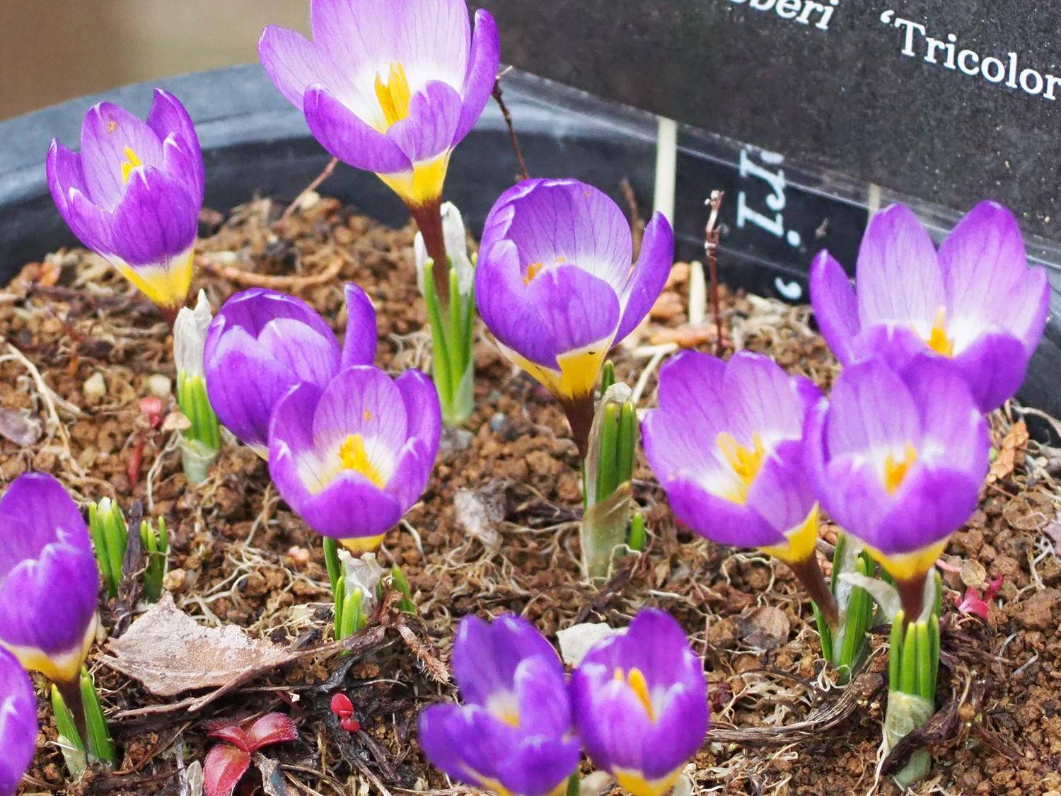 ハナサフランの仲間 ブログ こども植物園公式サイト 公益財団法人 横浜市緑の協会
