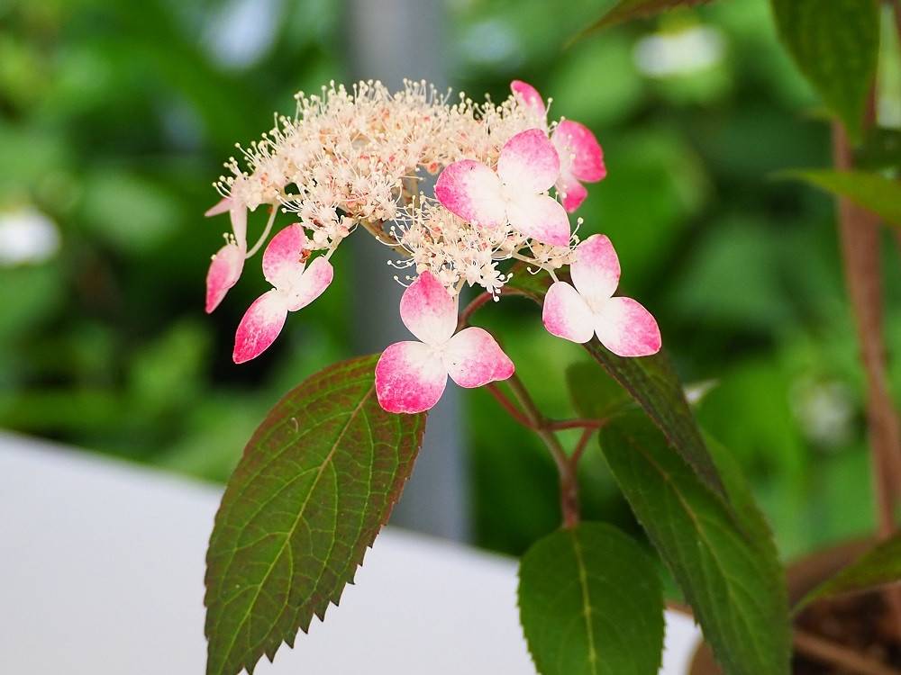 P5220509 - コピー.jpg