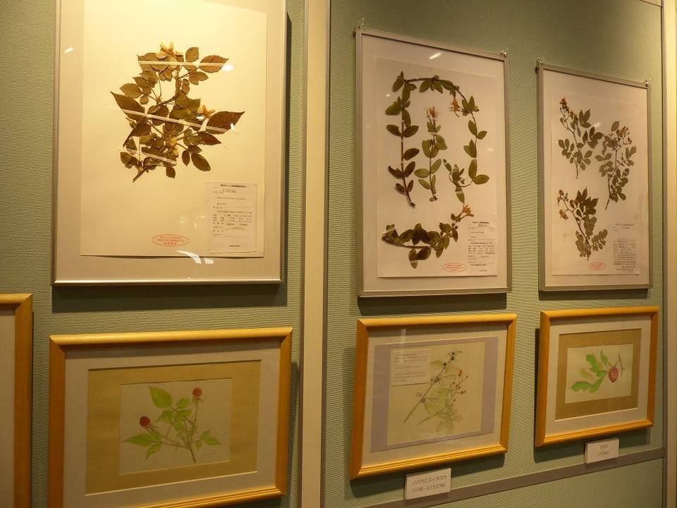 植物画と押し葉01.jpg
