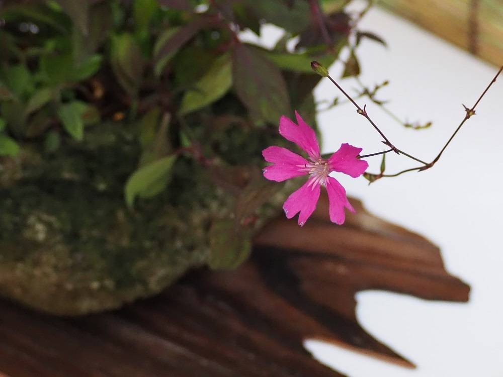 P6080522 - コピー.jpg