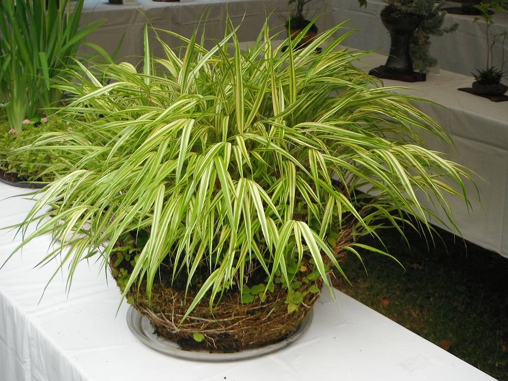 DSCF1180 - コピー.jpg