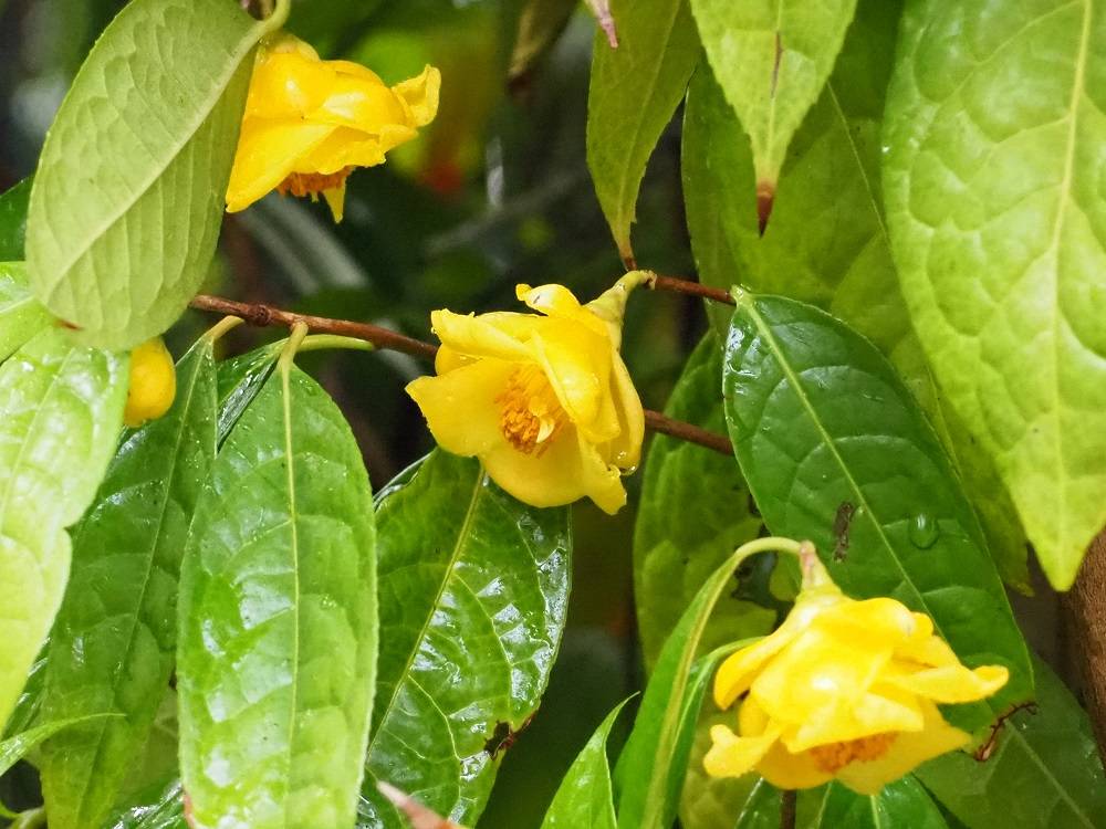 P1230537 - コピー.jpg