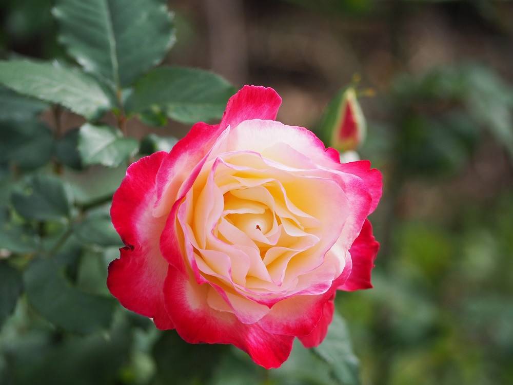 PB020173 - コピー.jpg