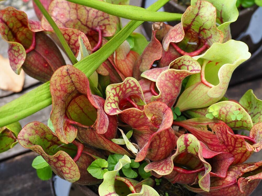 P8230084 - コピー.jpg