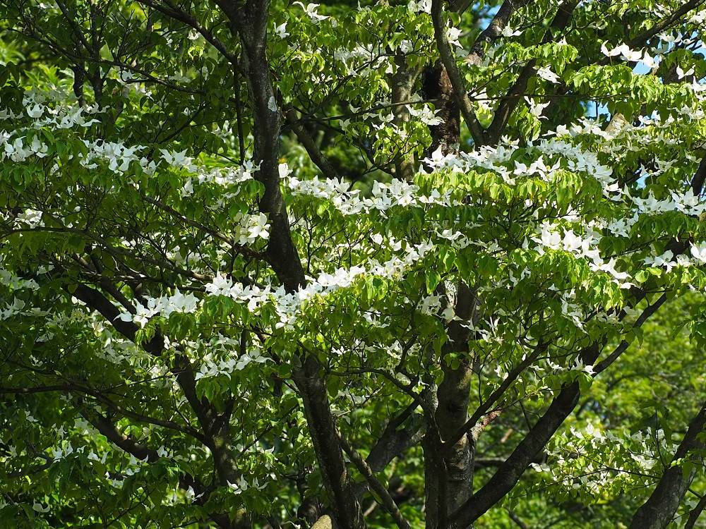 P5310497 - コピー.jpg