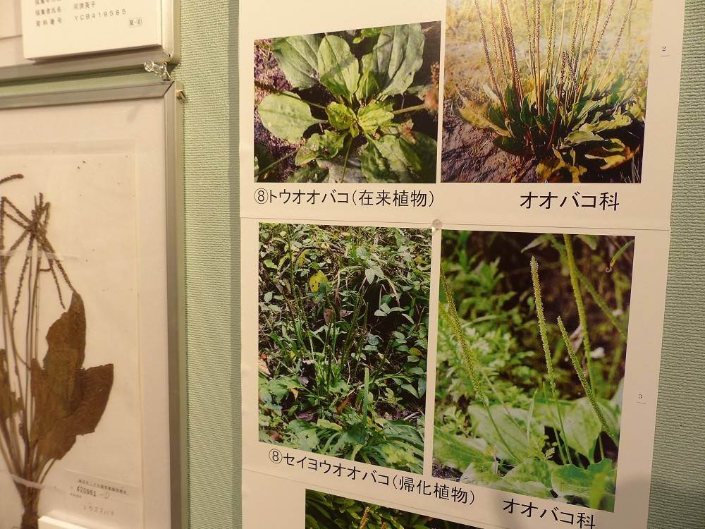 植物会展示07.jpg