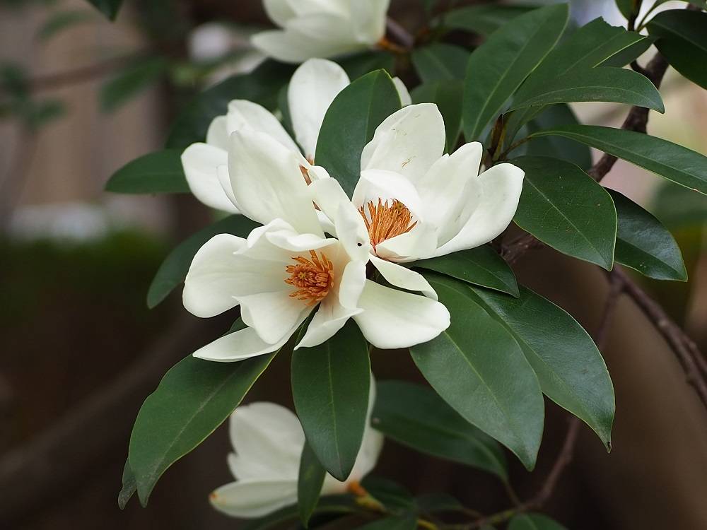桜以外|｜ブログ|こども植物園公式サイト｜公益財団法人 横浜市