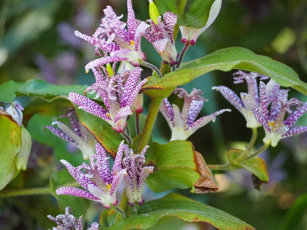 PA210180 - コピー.jpg