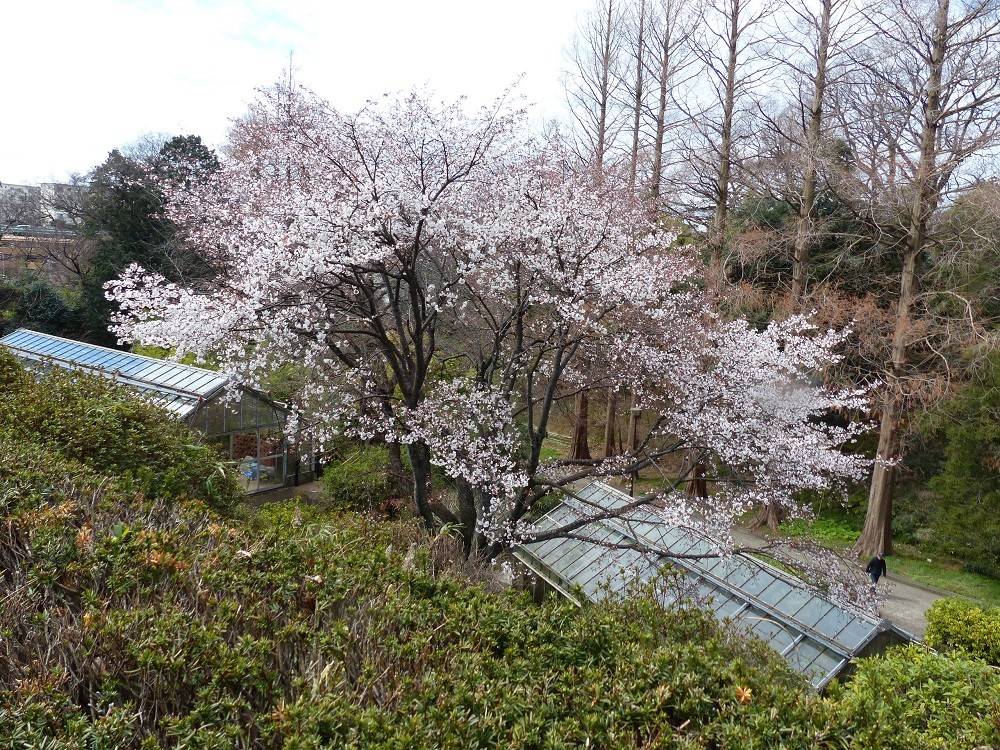 190319ヤマザクラ01.jpg