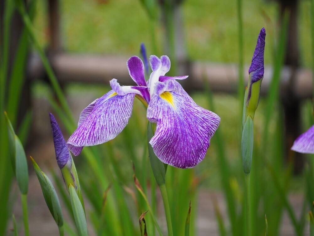 P6120036 - コピー.jpg