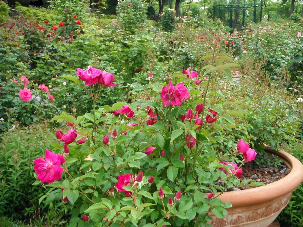 DSCF1115 - コピー.jpg