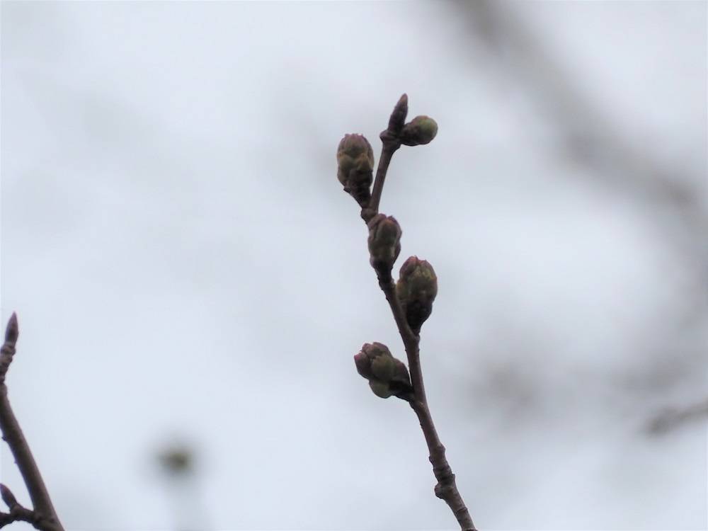 P3160518 - コピー.jpg