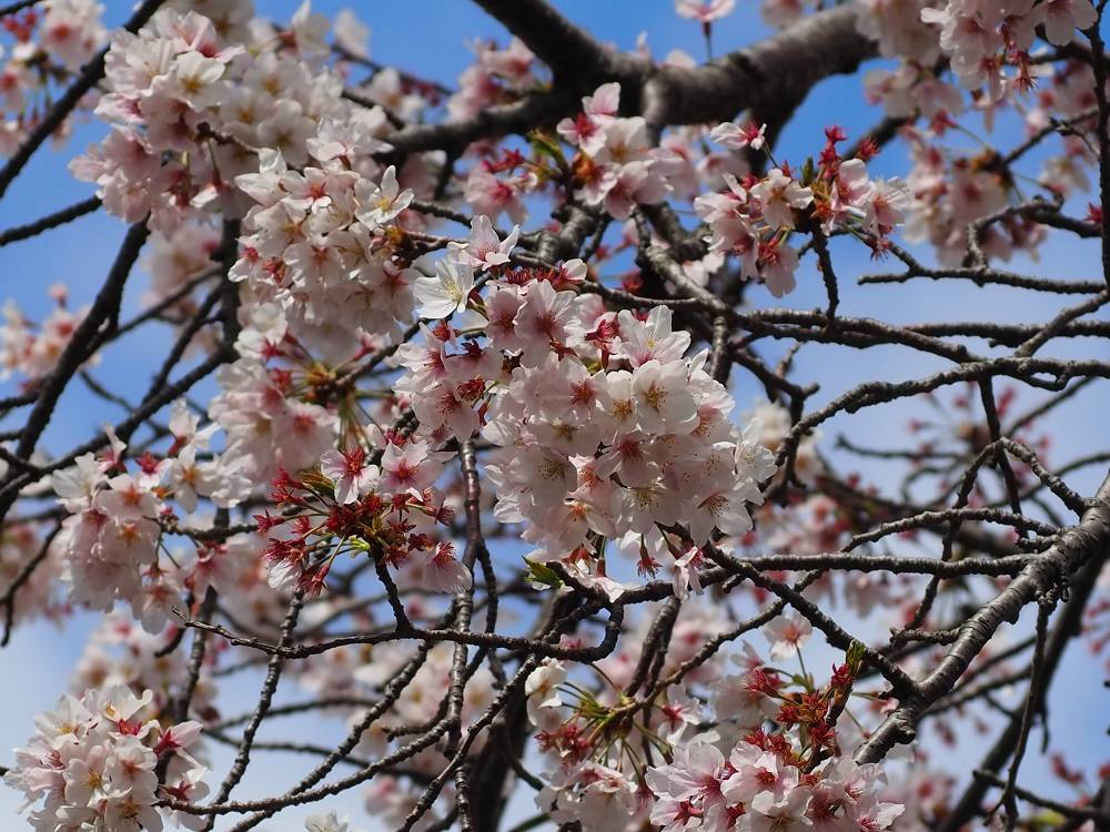 P4050509 - コピー.jpg