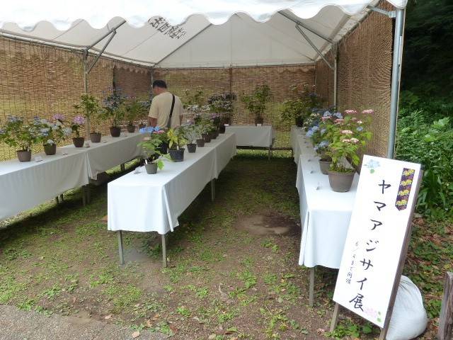 ヤマアジサイ展01.jpg