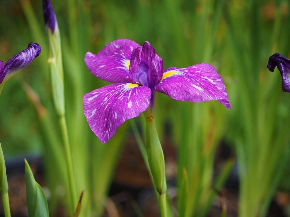 P6210031(3) - コピー.jpg