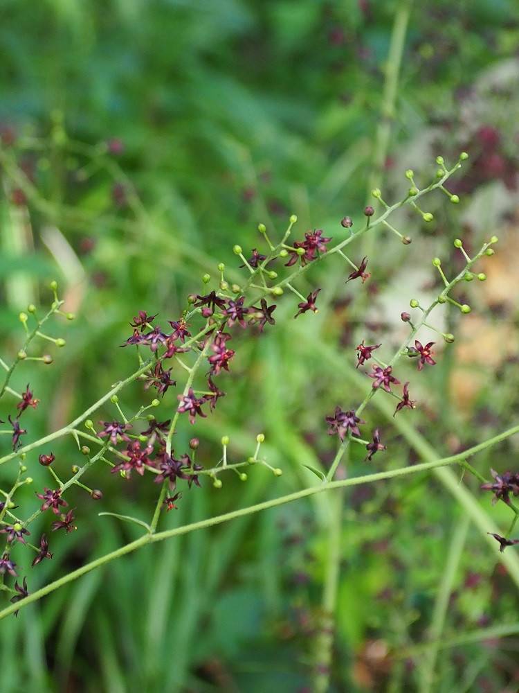 P8180554 - コピー.jpg