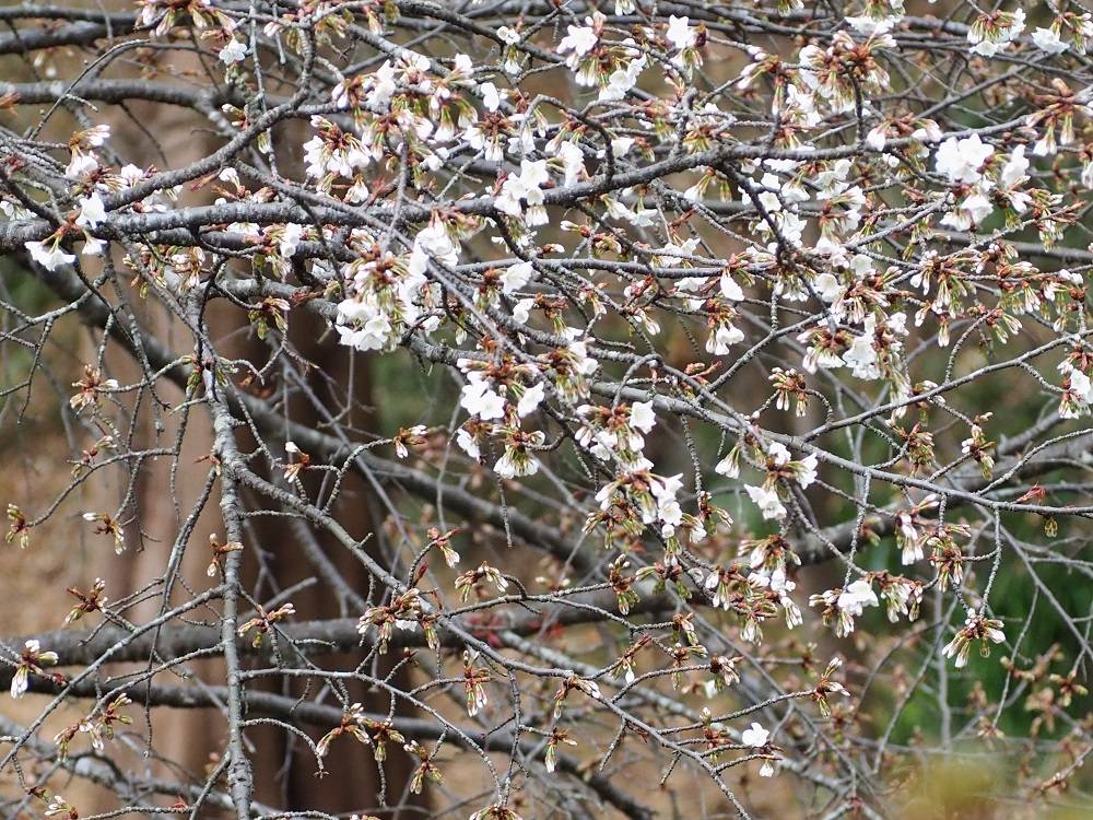 P3160508 - コピー.jpg