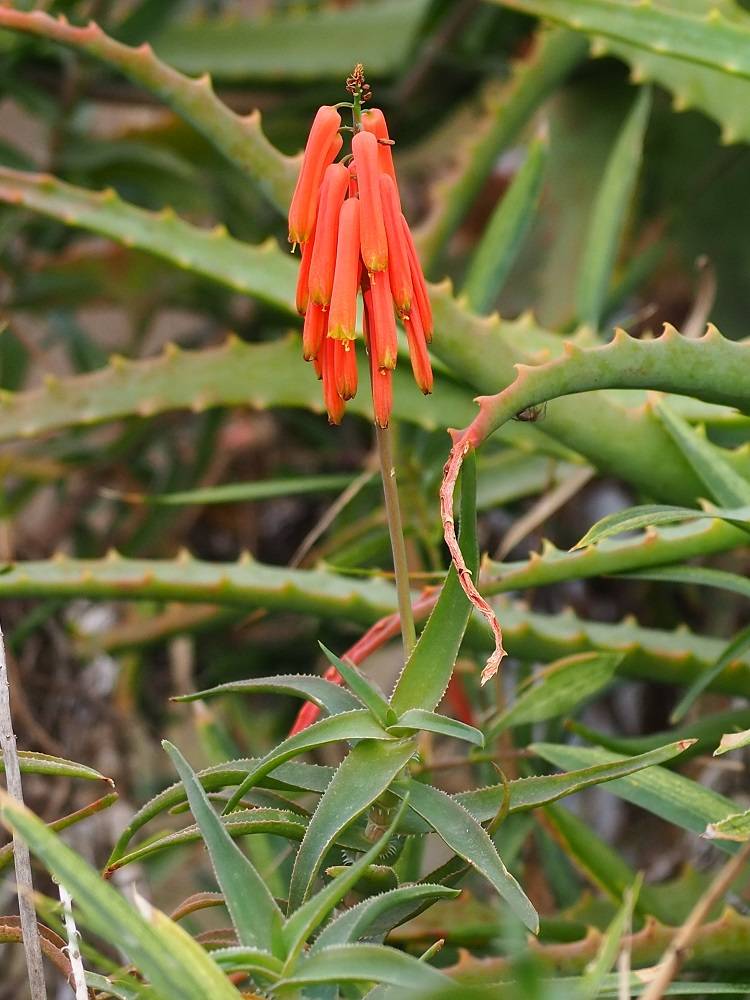 P1230529 - コピー.jpg