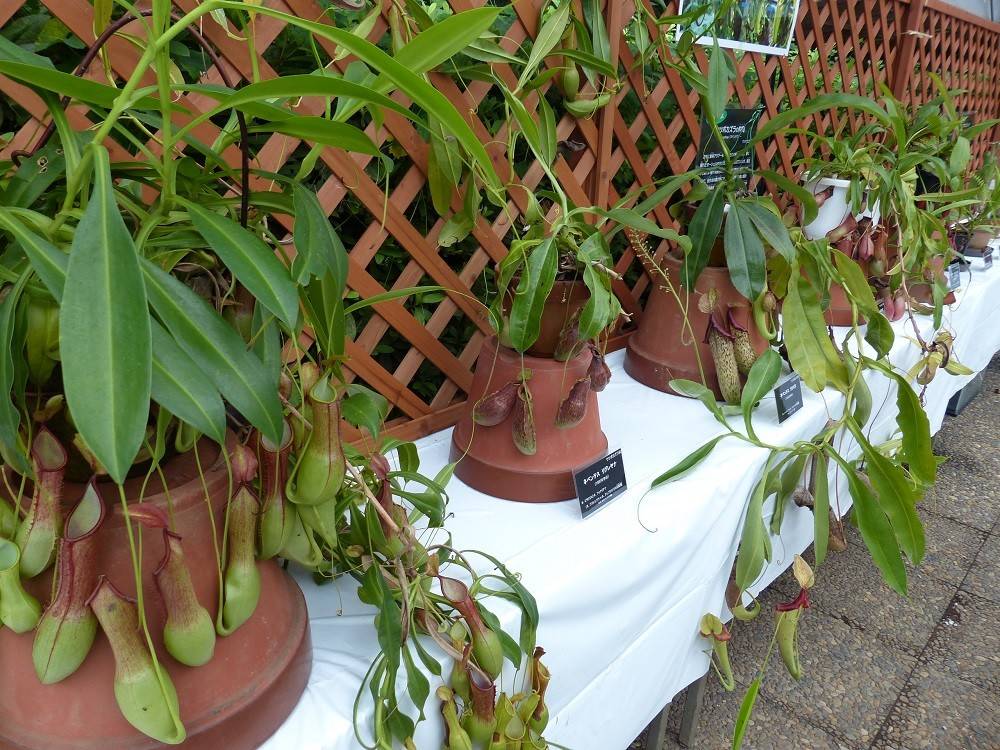 29食虫植物展03.jpg