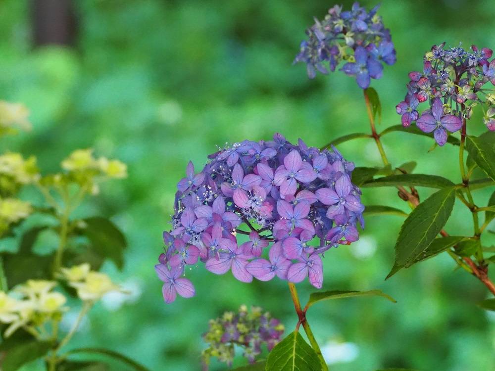 P5280509 - コピー.jpg