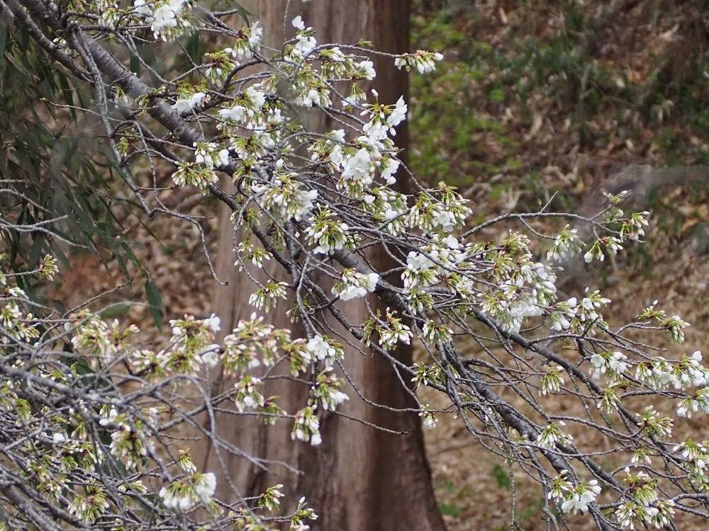 P3260575 - コピー.jpg