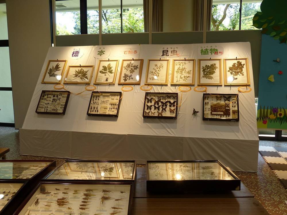 昆虫と植物展_標本.jpg