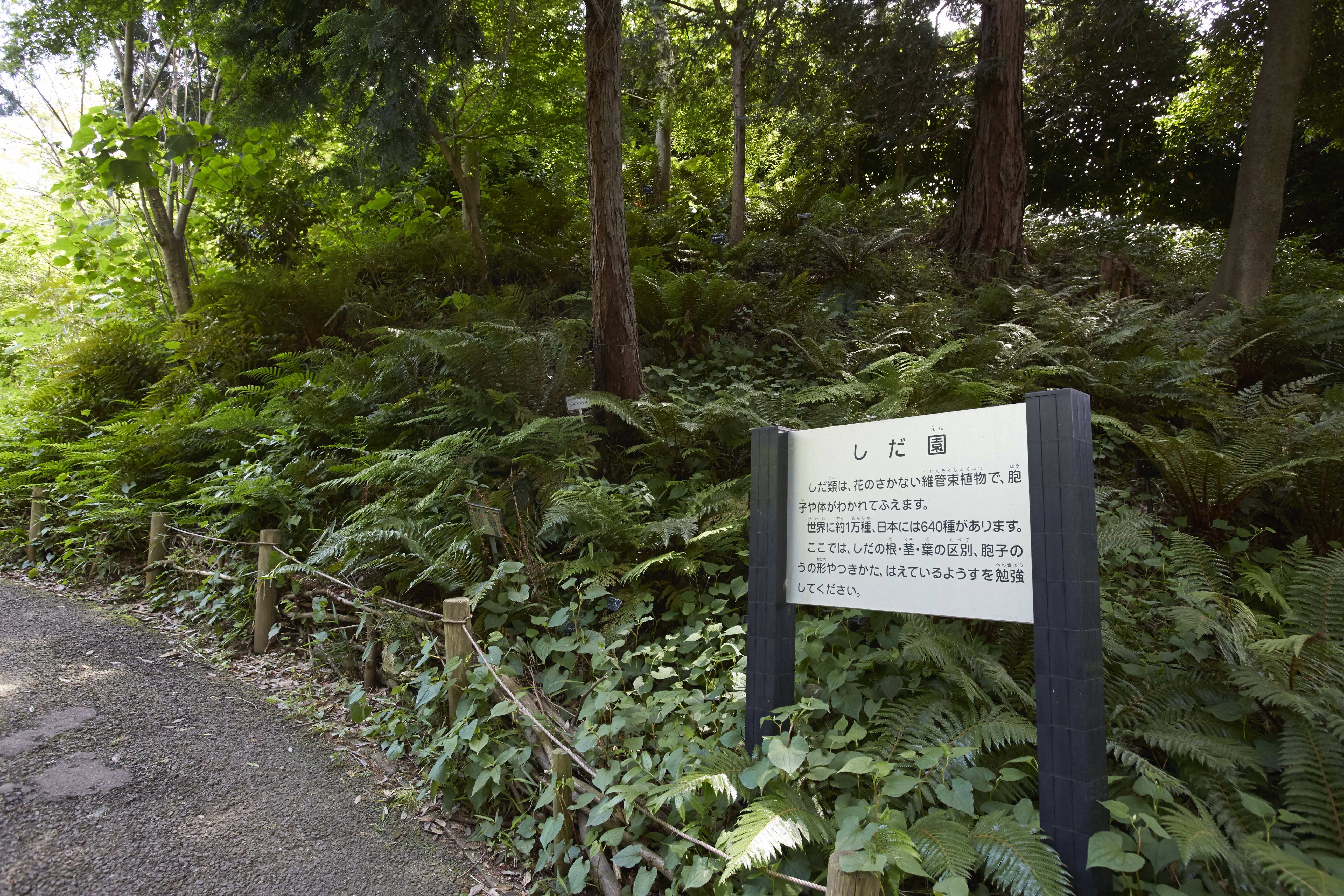 散策ガイド_シダ園.jpg