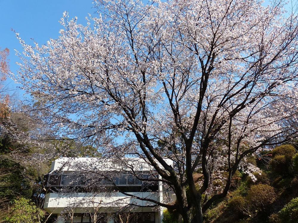 山桜は満開、横浜緋桜は開花|桜開花｜ブログ|こども植物園公式