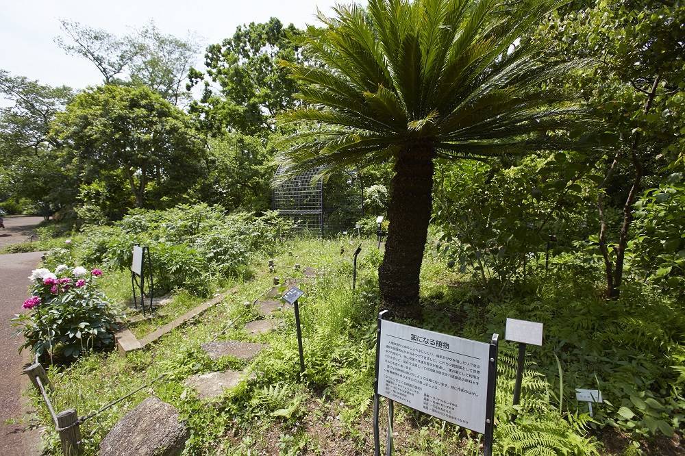 散策ガイド_薬草園.jpg