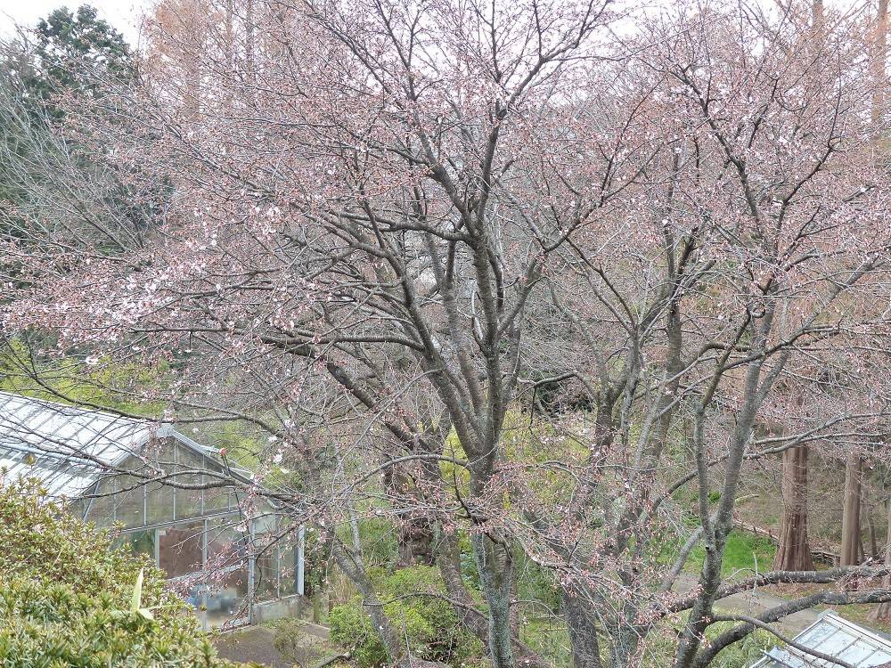 ヤマザクラ170315.jpg