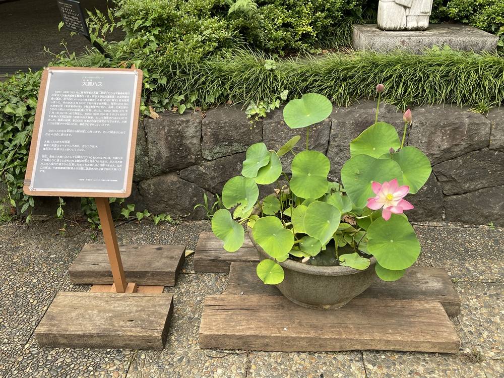 IMG_4568 - コピー.jpg