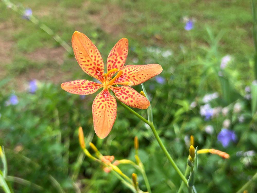 ヒオウギ（野草園・薬草園）.jpg