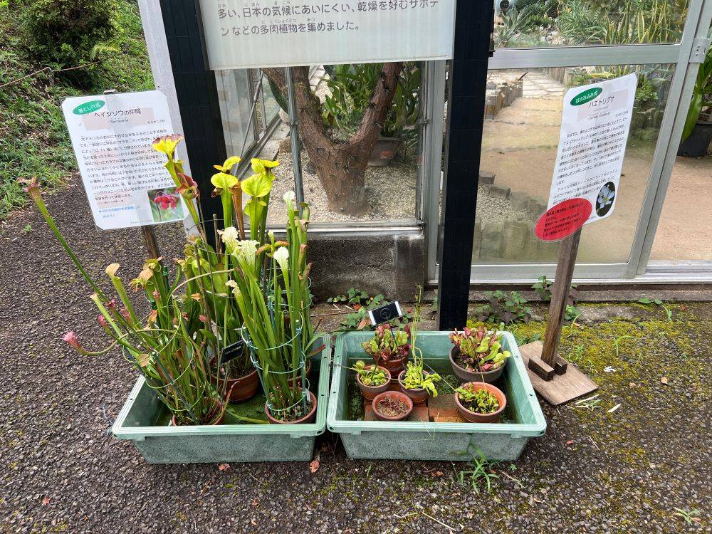 食虫植物（上温室前）.jpg