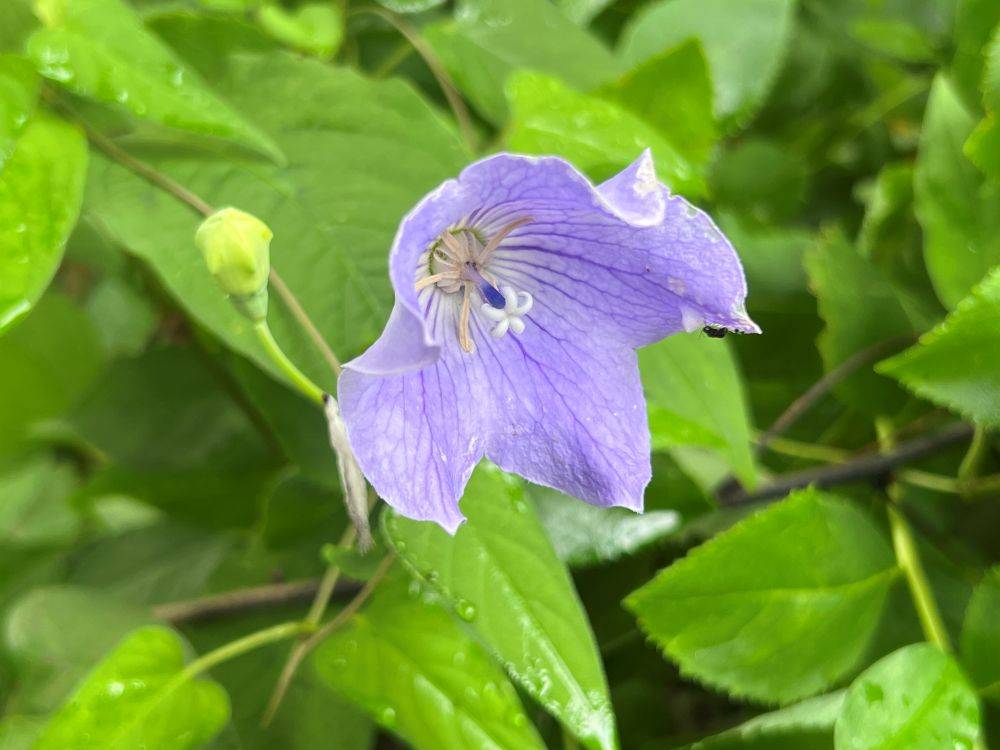 キキョウ（野草園他）.jpg