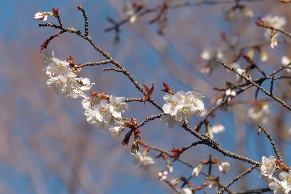 P1560457 - コピー.jpg