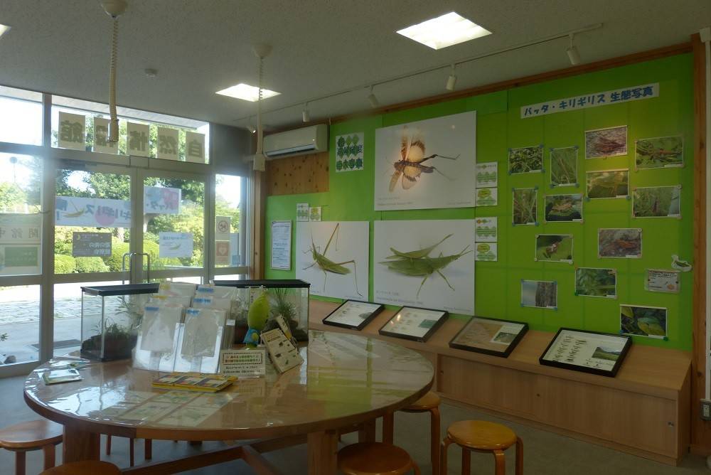 18昆虫と植物展05.jpg