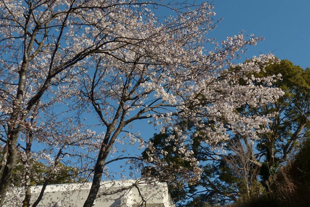 P1560455 - コピー.jpg