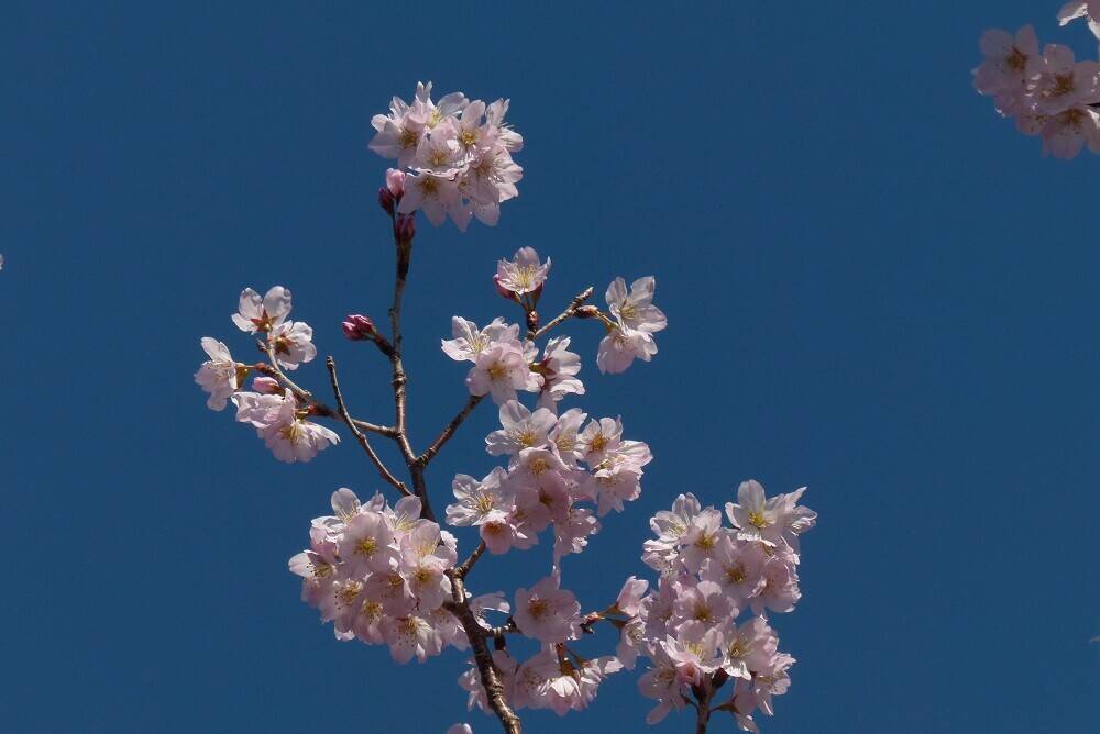 P1560501 - コピー.jpg