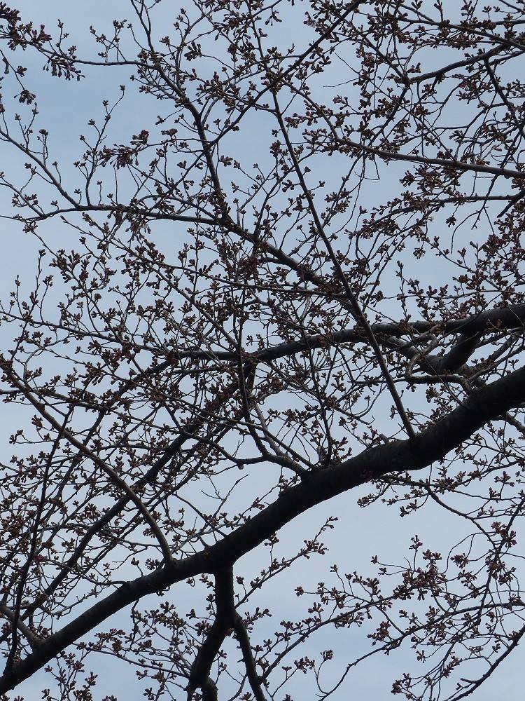 ソメイヨシノ170402(2).jpg