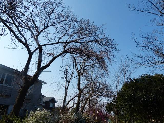 P1310442.jpg