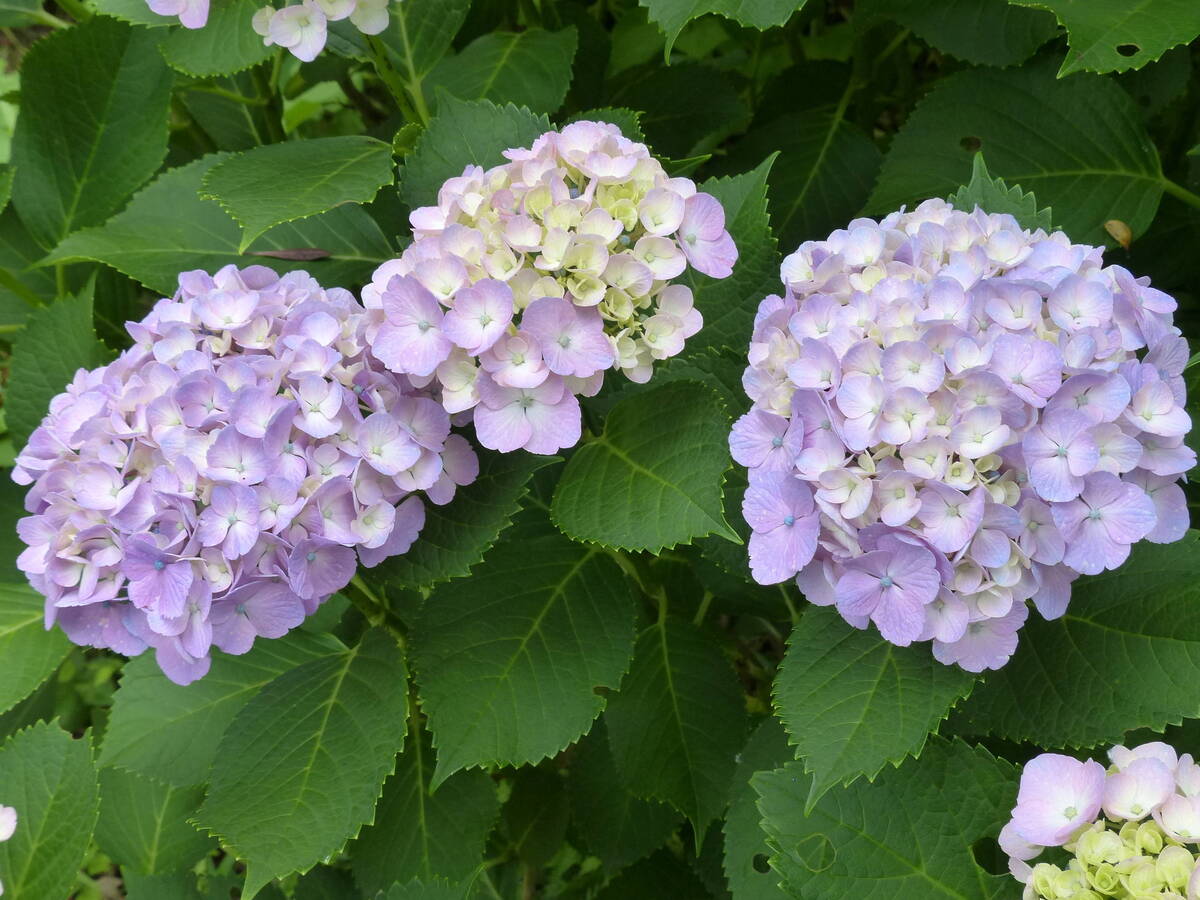 アジサイ 花木園 植物紹介 こども植物園公式サイト 公益財団法人 横浜市緑の協会