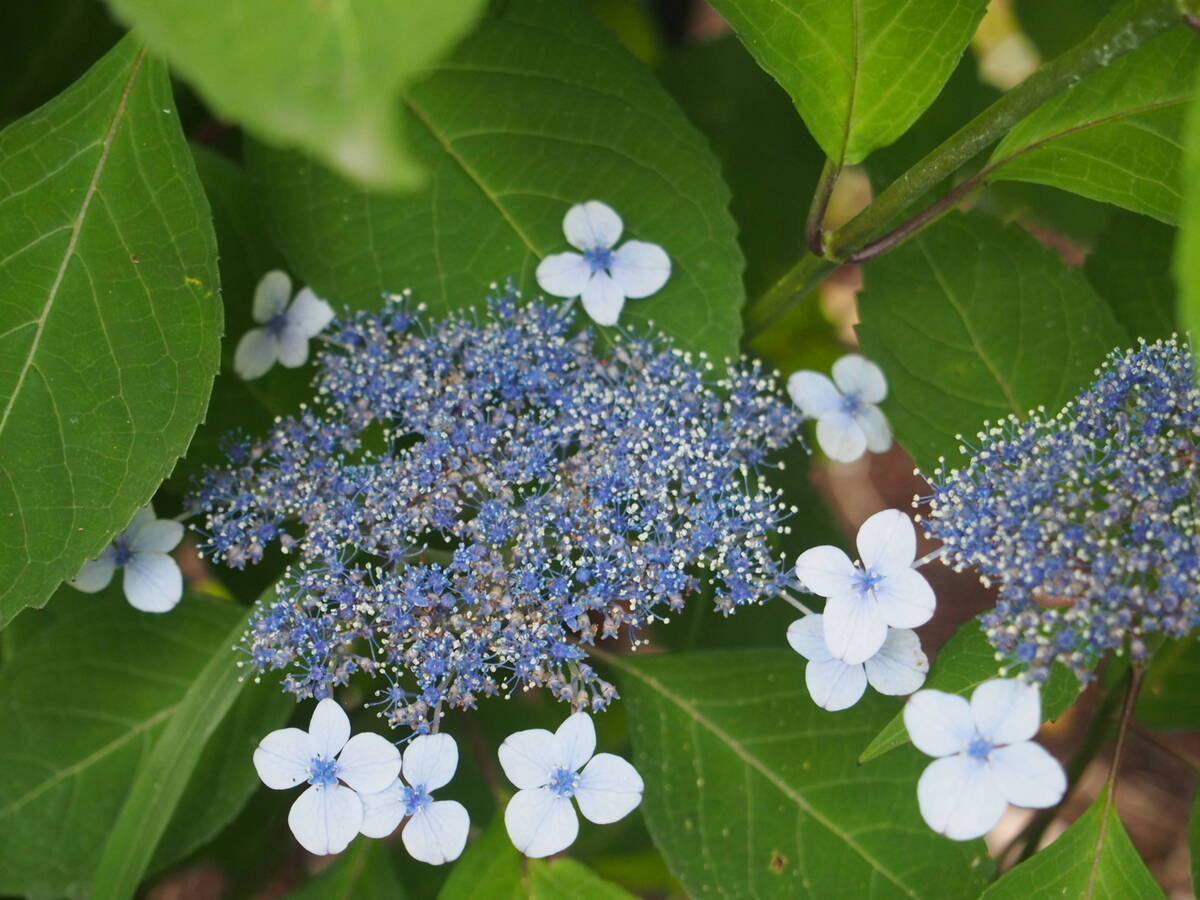 アマチャ 花木園 植物紹介 こども植物園公式サイト 公益財団法人 横浜市緑の協会 アマチャ 花木園 植物紹介 こども植物園公式サイト 公益財団法人 横浜市緑の協会