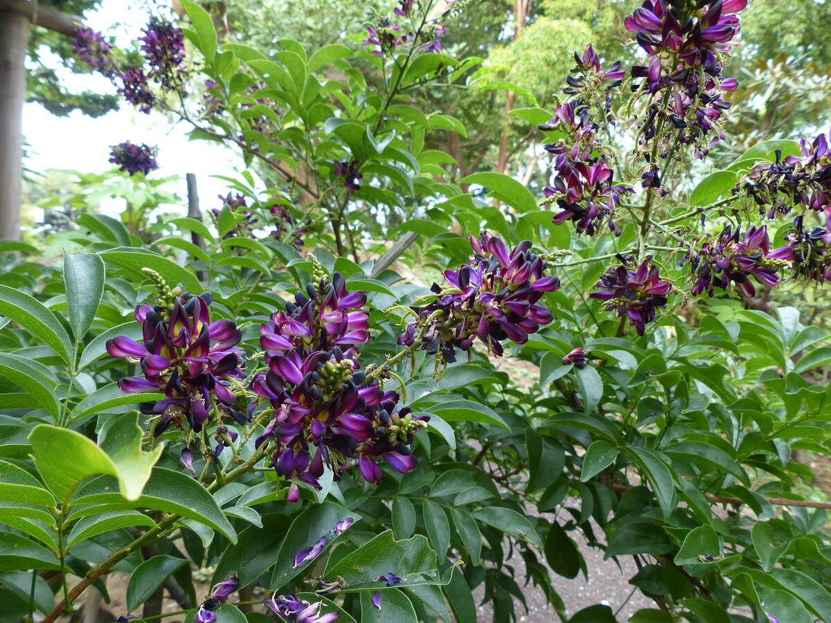 ムラサキナツフジ 花木園 植物紹介 こども植物園公式サイト 公益財団法人 横浜市緑の協会