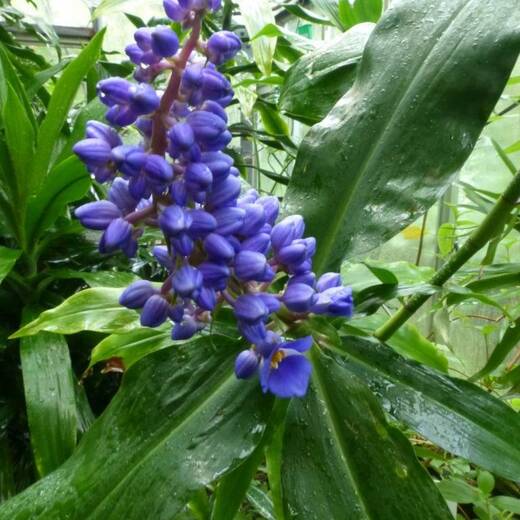 オオタチカラクサ