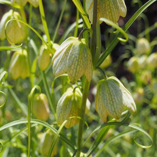 バイモ（別名 アミガサユリ）
